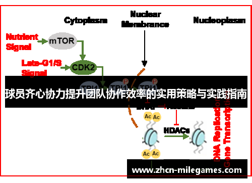 球员齐心协力提升团队协作效率的实用策略与实践指南